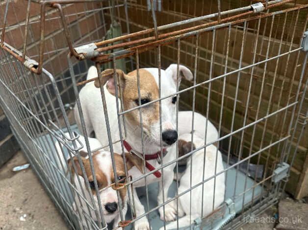 Jack Russell puppies for sale in Doncaster, South Yorkshire