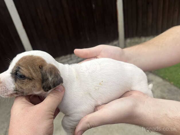 Jack Russell puppies for sale in Doncaster, South Yorkshire - Image 2