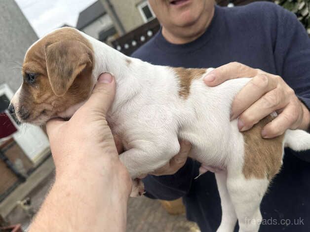 Jack Russell puppies for sale in Doncaster, South Yorkshire - Image 5