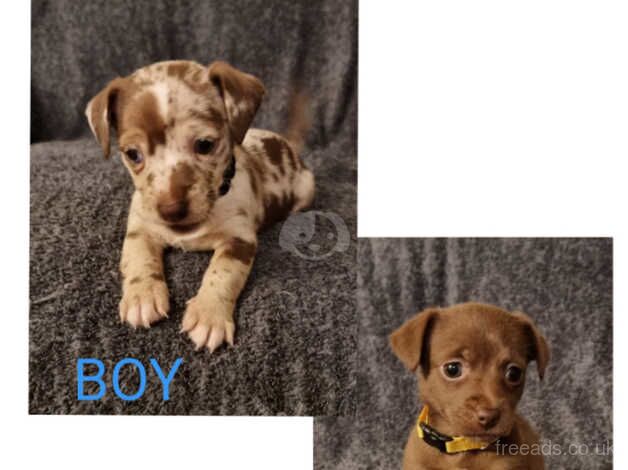 Jack Russell puppies for sale in Dorchester, Oxfordshire - Image 1