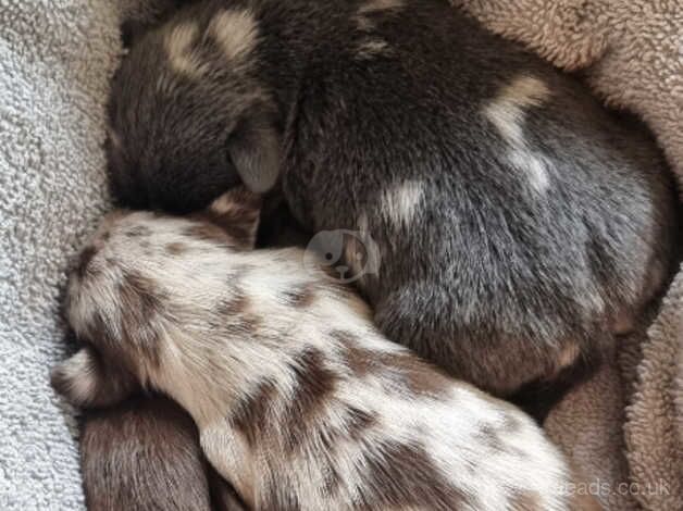 Jack Russell puppies for sale in Dorchester, Oxfordshire - Image 3