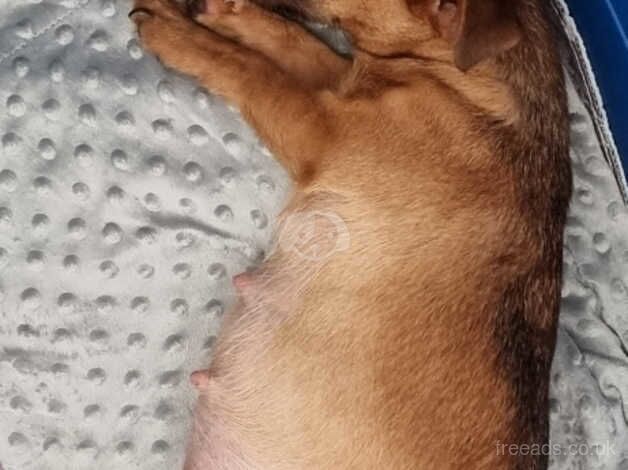 Jack Russell puppies for sale in Dorchester, Oxfordshire - Image 4