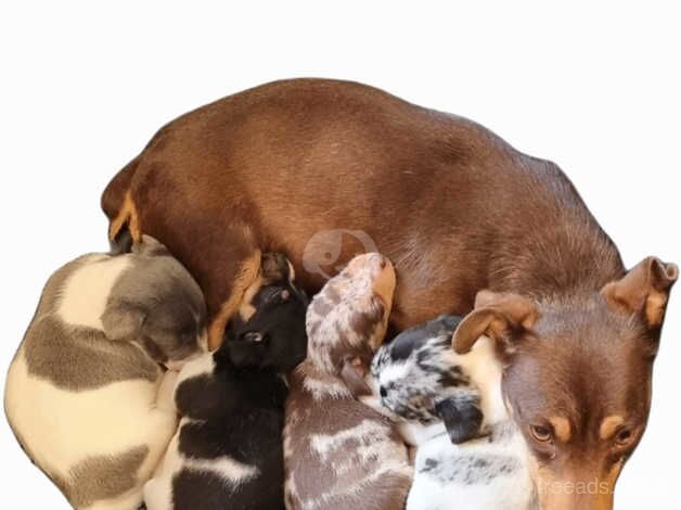 Jack Russell Puppies for sale in Weymouth, Dorset - Image 1