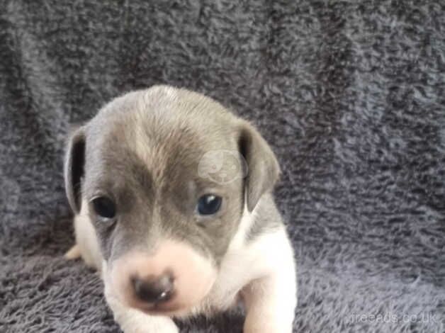 Jack Russell Puppies for sale in Weymouth, Dorset - Image 3