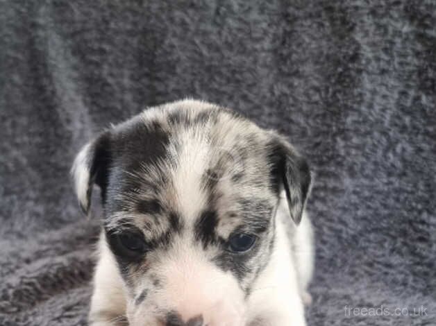 Jack Russell Puppies for sale in Weymouth, Dorset - Image 4