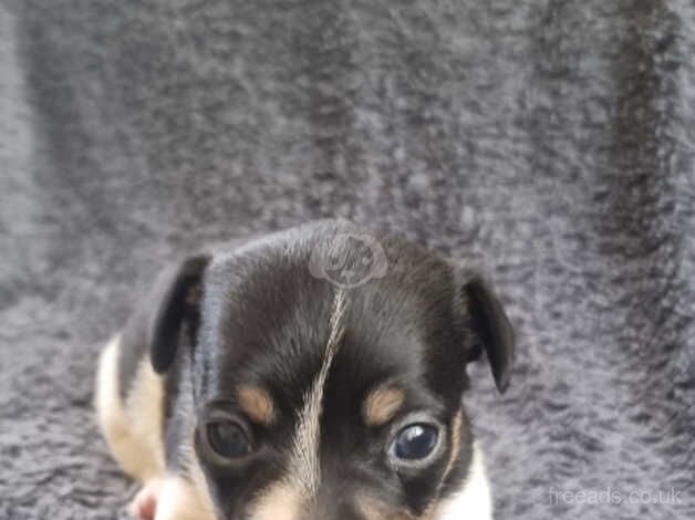 Jack Russell Puppies for sale in Weymouth, Dorset - Image 5