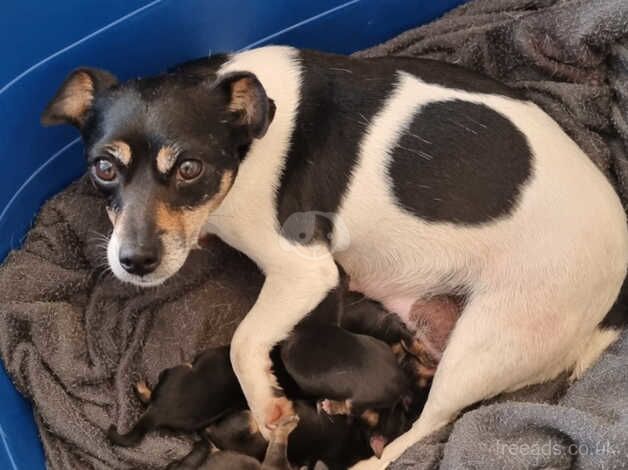 Jack Russell Puppies for sale in Weymouth, Dorset