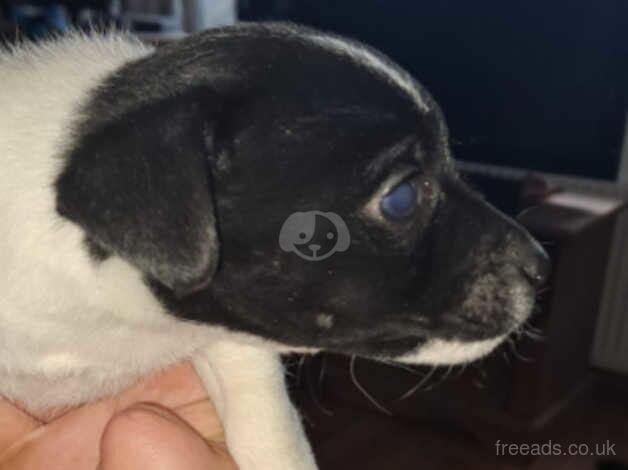 Jack Russell puppies for sale in Dudley, West Midlands