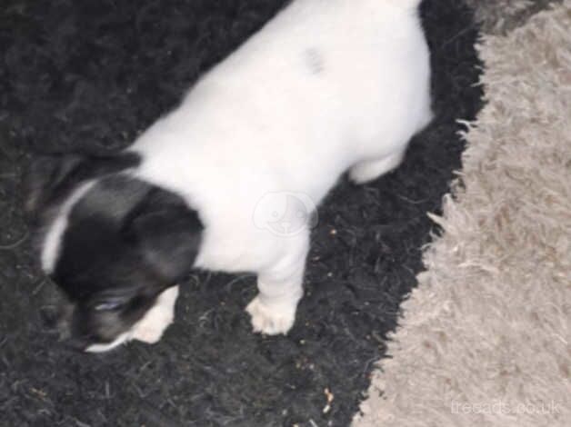 Jack Russell Puppies for sale in West Midlands