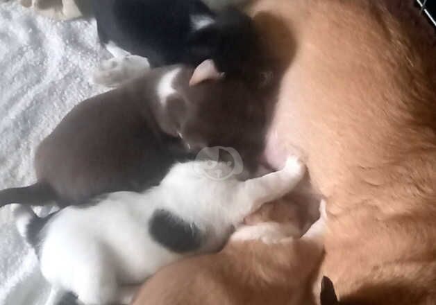 Jack Russell Puppies for sale in Fife