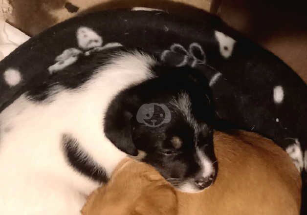 Jack Russell puppies for sale in Dunfermline, Fife - Image 5