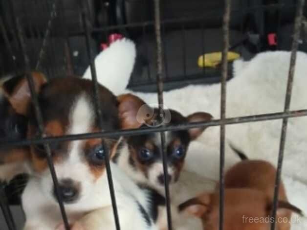 Jack Russell puppies for sale in Ealing, Ealing, Greater London