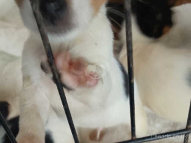 Jack Russell puppies for sale in Ealing, Ealing, Greater London - Image 4