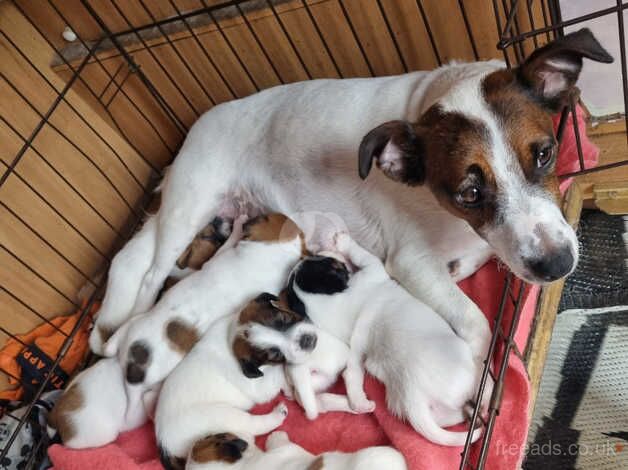 Jack Russell puppies for sale in Exeter, Devon