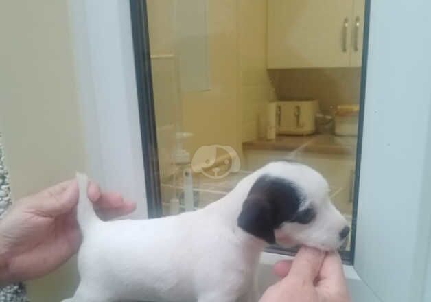 Jack Russell puppies for sale in Ferndale, Rhondda Cynon Taf