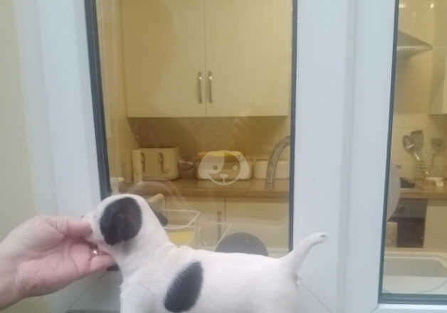 Jack Russell puppies for sale in Ferndale, Rhondda Cynon Taf - Image 2