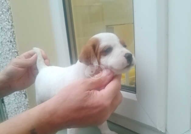 Jack Russell Puppies for sale in Rhondda Cynon Taf