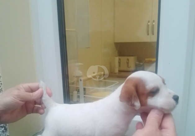 Jack Russell Puppies for sale