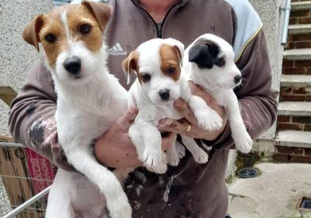 Jack Russell puppies for sale in Ferndale, Rhondda Cynon Taf - Image 5