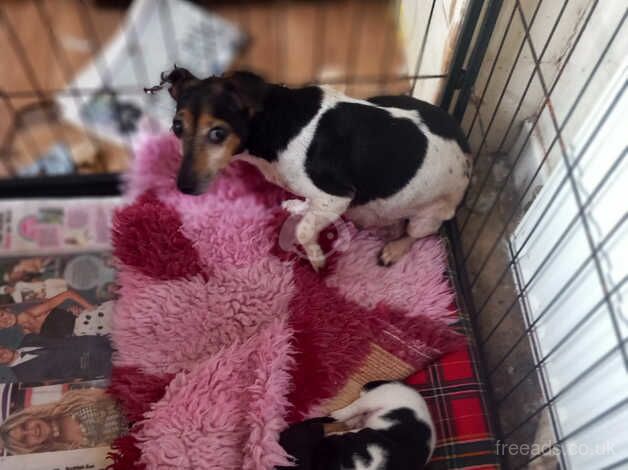 Jack Russell puppies for sale in Glasgow, Glasgow City