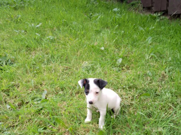 Jack Russell puppies for sale in Ardleigh Green, Havering, Greater London