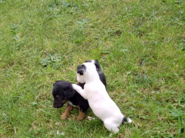 Jack Russell puppies for sale in Ardleigh Green, Havering, Greater London - Image 2