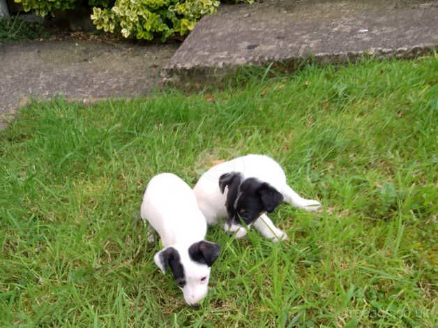 Jack Russell puppies for sale in Ardleigh Green, Havering, Greater London - Image 3