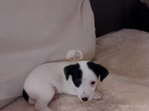 Jack Russell puppies for sale in Ardleigh Green, Havering, Greater London - Image 4