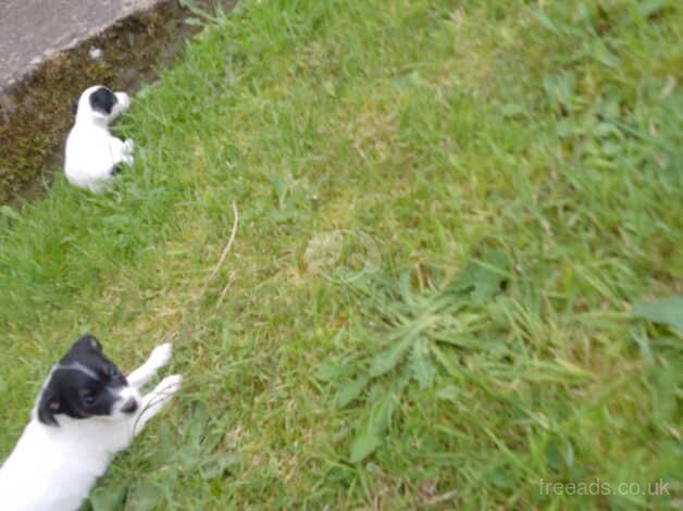 Jack Russell puppies for sale in Ardleigh Green, Havering, Greater London - Image 5