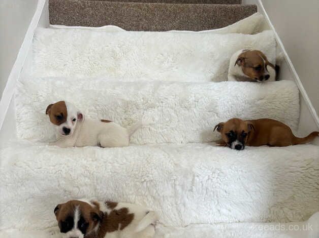 Jack Russell puppies for sale in Kent