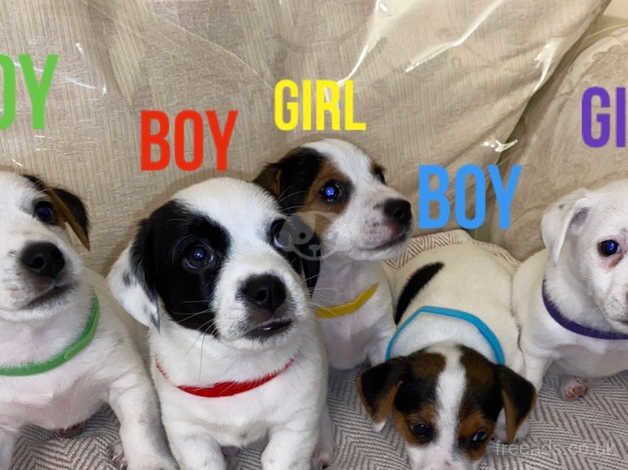 Jack Russell Puppies for sale in Kidlington, Oxfordshire