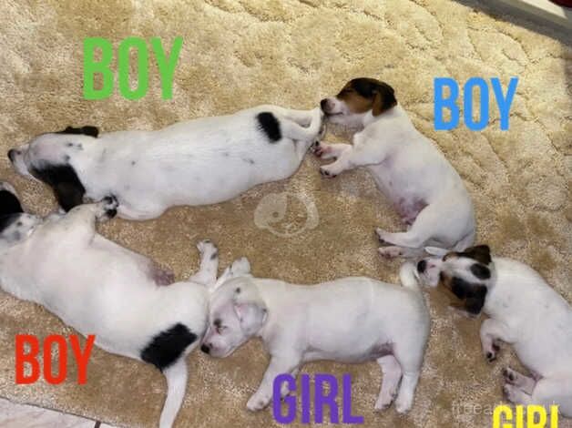 Jack Russell Puppies for sale in Oxfordshire