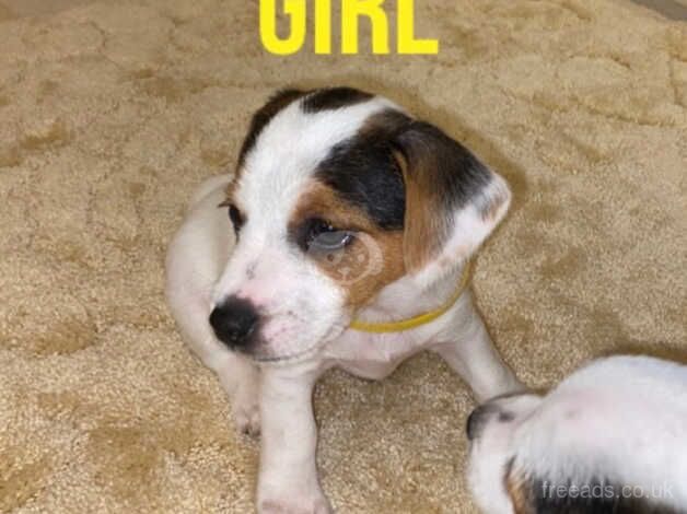 Jack Russell Puppies for sale