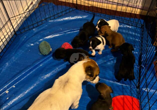 Jack russell puppies for sale in Royal Leamington Spa, Warwickshire