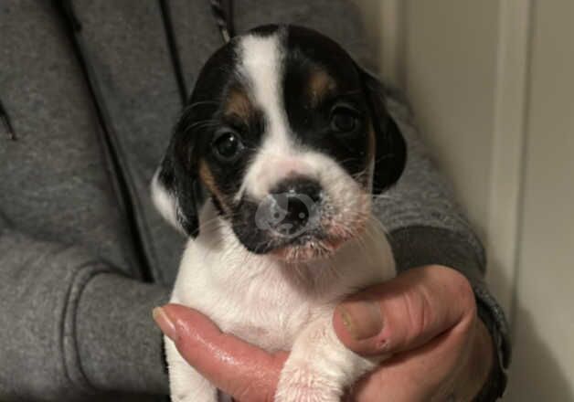 Jack Russells for sale in Royal Leamington Spa, Warwickshire