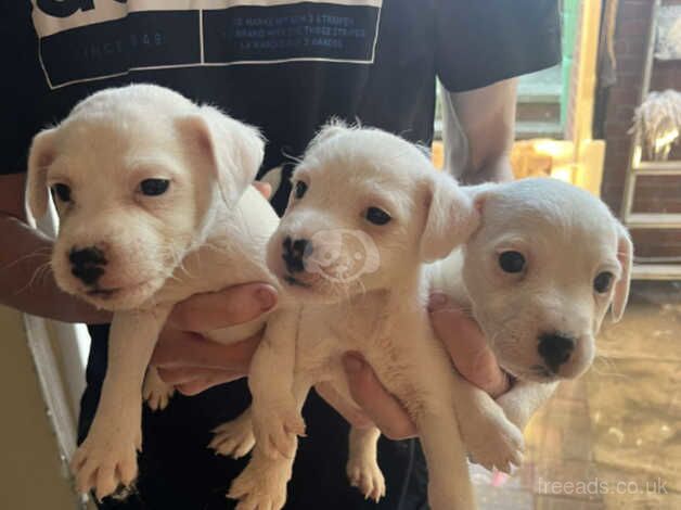 Jack Russell puppies for sale in Leeds, West Yorkshire