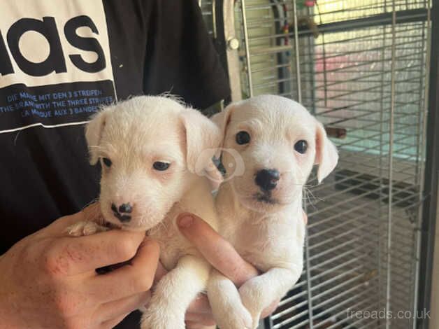 Jack Russell puppies for sale in Leeds, West Yorkshire - Image 2