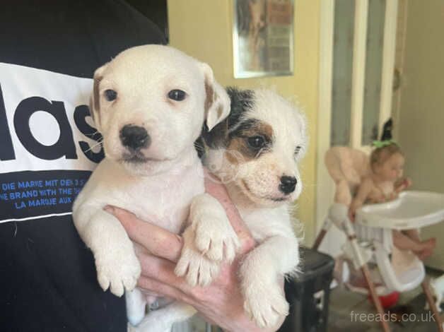 Jack Russell puppies for sale in Leeds, West Yorkshire - Image 5