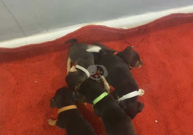 Jack russell puppies for sale in Llanelli, Carmarthenshire - Image 2