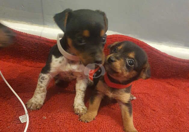 Jack Russell Puppies for sale in Carmarthenshire