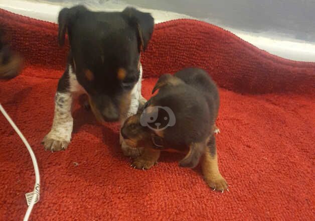 Jack Russell Puppies for sale