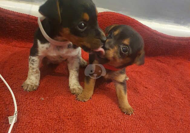 Jack russell puppies for sale in Llanelli, Carmarthenshire - Image 5