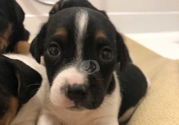 Jack Russell puppies for sale in Llanelli, Carmarthenshire - Image 2