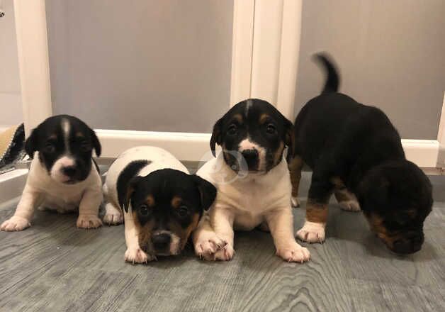 Jack Russell Puppies for sale