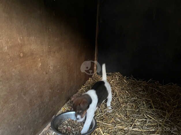 Jack Russell puppies for sale in Llanymynech, Powys