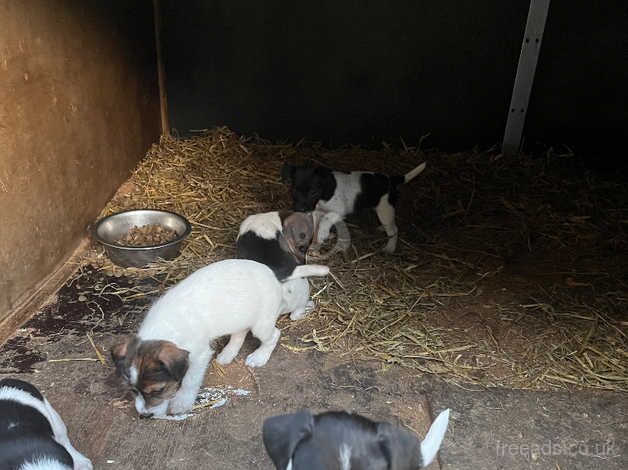 Jack Russell puppies for sale in Llanymynech, Powys - Image 2