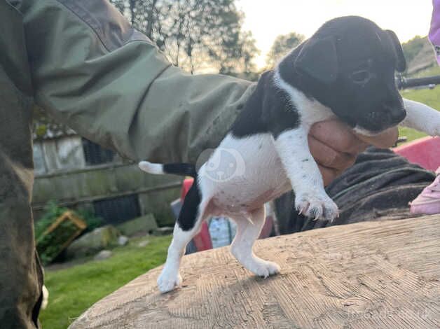 Jack Russell puppies for sale in Llanymynech, Powys - Image 3