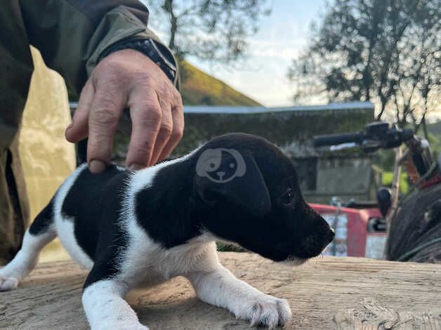 Jack Russell puppies for sale in Llanymynech, Powys - Image 4