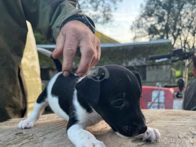 Jack Russell puppies for sale in Llanymynech, Powys - Image 5