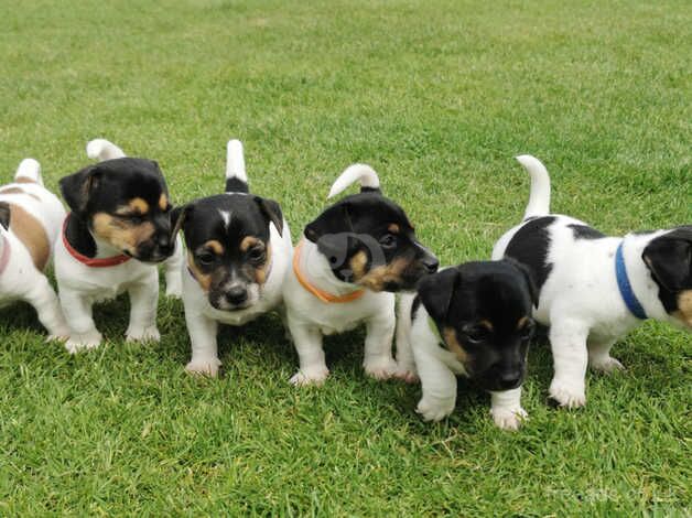 Jack Russell Puppies for sale in Maidstone, Kent